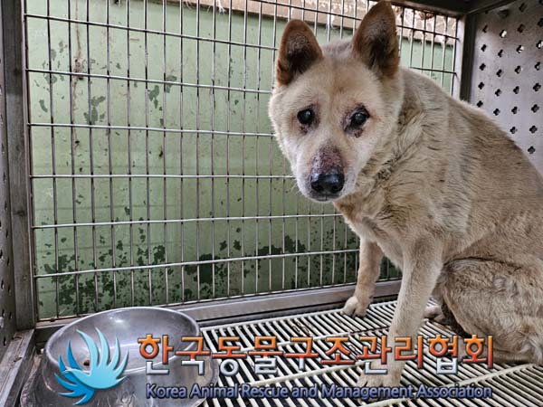 한국동물구조관리협회_441409202401531